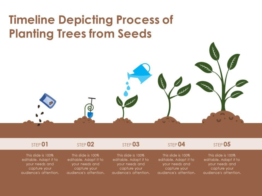 Free  Timeline Depicting Process Of Planting Trees From Seeds  Presentation Docs Example