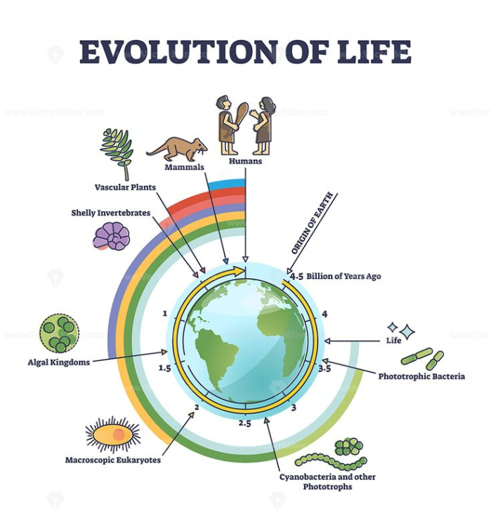 Printable Evolution Of Life With Round Timeline For Living Development Outline Diagram  Evolution Life Docs Example